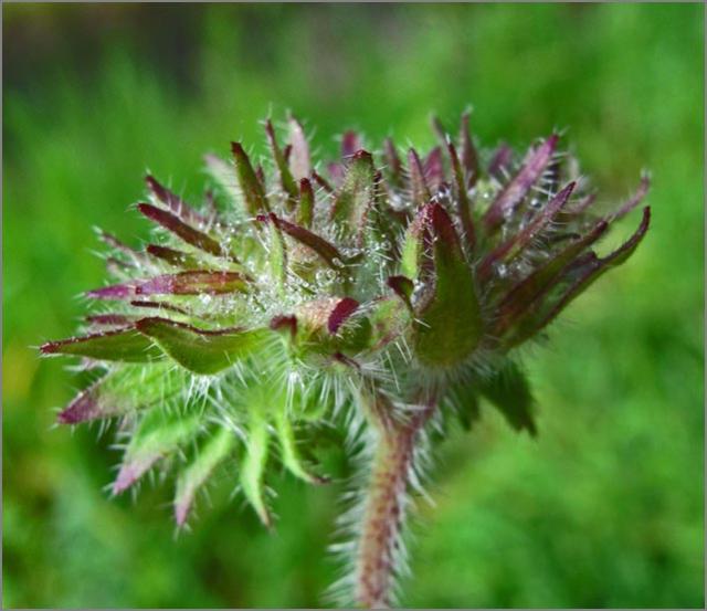 sm P21 Fern Phacelia.jpg - Fern Phacelia  (Phacelia distans): This is the beginning of the flower bud on this California native.